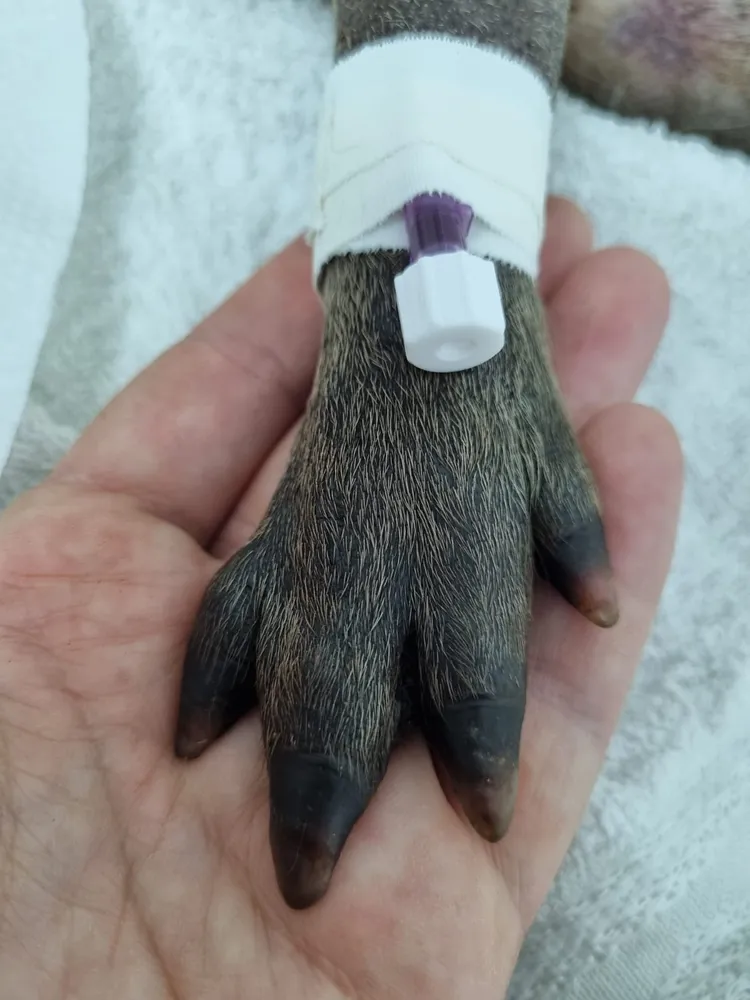 Rotina clínica na Komodo